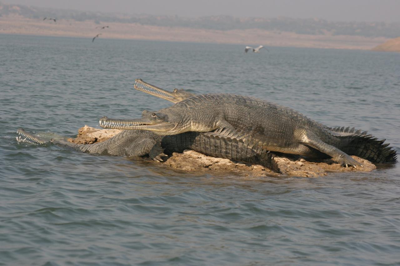 Mela Kothi - The Chambal Safari Lodge Bāh Εξωτερικό φωτογραφία