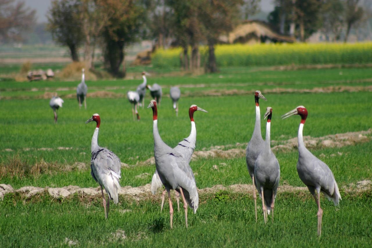 Mela Kothi - The Chambal Safari Lodge Bāh Εξωτερικό φωτογραφία
